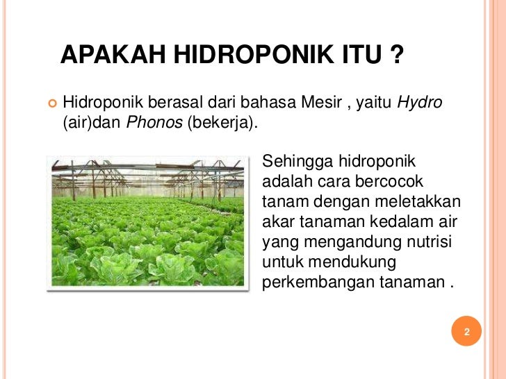  Hidroponik  solusi pertanian di perkotaan