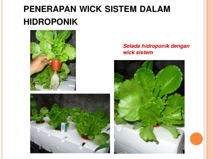 Hidroponik solusi pertanian di perkotaan Hidroponik solusi pertanian di perkotaan