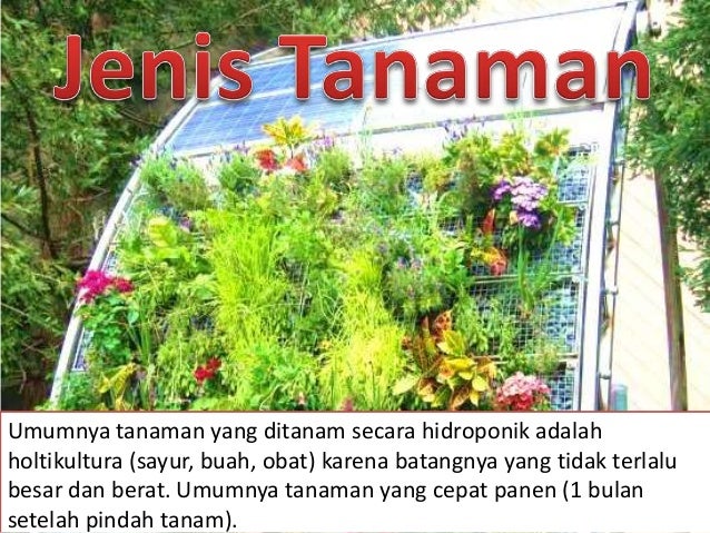 Penanaman Cara Hidroponik dan Aeroponik Penanaman Cara Hidroponik dan Aeroponik