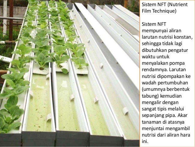 Penanaman Cara Hidroponik dan Aeroponik Penanaman Cara Hidroponik dan Aeroponik