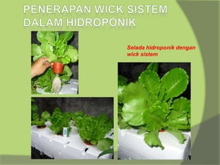 Selada hidroponik dengan
wick sistem
 