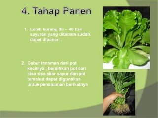 1. Lebih kurang 30 – 40 hari
sayuran yang ditanam sudah
dapat dipanen .
2. Cabut tanaman dari pot
kecilnya , bersihkan pot dari
sisa sisa akar sayur dan pot
tersebut dapat digunakan
untuk penanaman berikutnya
.
 