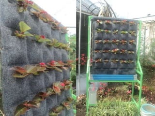 Hidroponik kelas 7.pptx