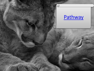 Pathway
 
