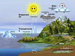 Evaporaci
ón
Lluvia
Niev
e
Lagos
Ríos
Transpiració
n
 