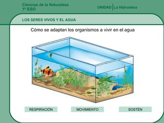 Ciencias de la Naturaleza 1º ESO LOS SERES VIVOS Y EL AGUA UNIDAD   La Hidrosfera Cómo se adaptan los organismos a vivir en el agua MOVIMIENTO RESPIRACIÓN SOSTÉN 