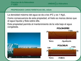 Ciencias de la Naturaleza 1º ESO PROPIEDADES CARÁCTERÍSTICAS DEL AGUA La Hidrosfera UNIDAD   La densidad máxima del agua se da a los 4ºC y es 1 Kg/L Como consecuencia de esta propiedad, el hielo es menos denso que el agua líquida y flota sobre ella. Esta propiedad permite el mantenimiento de la vida bajo el agua congelada. 