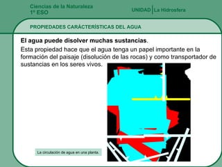 Ciencias de la Naturaleza 1º ESO PROPIEDADES CARÁCTERÍSTICAS DEL AGUA La Hidrosfera UNIDAD   El agua puede disolver muchas sustancias . Esta propiedad hace que el agua tenga un papel importante en la formación del paisaje (disolución de las rocas) y como transportador de sustancias en los seres vivos. La circulación de agua en una planta. 