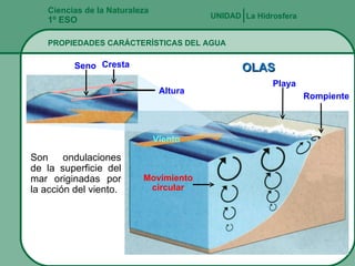 Ciencias de la Naturaleza 1º ESO PROPIEDADES CARÁCTERÍSTICAS DEL AGUA La Hidrosfera UNIDAD   Viento Son ondulaciones de la superficie del mar originadas por la acción del viento. OLAS Rompiente Movimiento circular Cresta Seno Playa Altura 