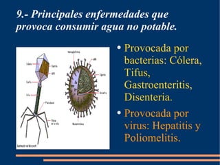 9.- Principales enfermedades que
provoca consumir agua no potable.
                    ● Provocada por
                      bacterias: Cólera,
                      Tifus,
                      Gastroenteritis,
                      Disenteria.
                    ● Provocada por

                      virus: Hepatitis y
                      Poliomelitis.
 