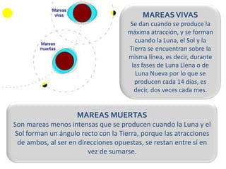 MAREAS VIVAS
                                      Se dan cuando se produce la
                                     máxima atracción, y se forman
                                       cuando la Luna, el Sol y la
                                     Tierra se encuentran sobre la
                                     misma línea, es decir, durante
                                      las fases de Luna Llena o de
                                       Luna Nueva por lo que se
                                       producen cada 14 días, es
                                       decir, dos veces cada mes.


                    MAREAS MUERTAS
Son mareas menos intensas que se producen cuando la Luna y el
Sol forman un ángulo recto con la Tierra, porque las atracciones
 de ambos, al ser en direcciones opuestas, se restan entre sí en
                        vez de sumarse.
 