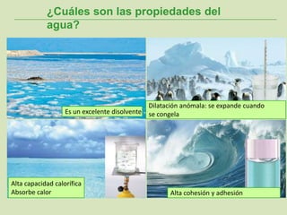 ¿Cuáles son las propiedades del
agua?
Alta capacidad calorífica
Absorbe calor Alta cohesión y adhesión
Dilatación anómala: se expande cuando
se congelaEs un excelente disolvente
 