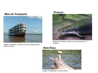 Meio de Transporte
Imagem: Pontanegra / Creative Commons Attribution-Share
Alike 2.5 Generic.
Pirarucu
Imagem: Amelia Guo / Creative Commons Attribution 3.0
Unported.
Boto Rosa
Imagem: Christoph2007 / Domínio Público
 
