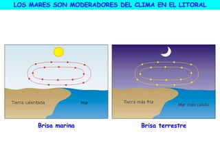 Brisa marina Brisa terrestre
LOS MARES SON MODERADORES DEL CLIMA EN EL LITORAL
 