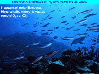 LOS PECES RESPIRAN EL O2 DISUELTO EN AL AGUA
El agua es el mejor disolvente.
Disuelve sales minerales y gases,
como el O2 y el CO2.
 