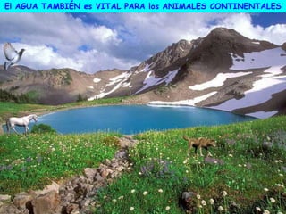 El AGUA TAMBIÉN es VITAL PARA los ANIMALES CONTINENTALES
 