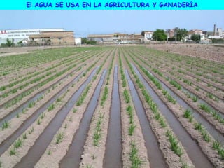 El AGUA SE USA EN LA AGRICULTURA Y GANADERÍA
 