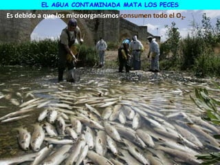 EL AGUA CONTAMINADA MATA LOS PECES
Es debido a que los microorganismos consumen todo el O2.
 