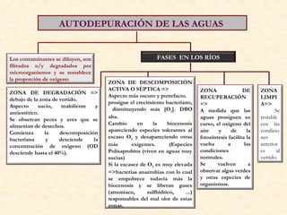 AUTODEPURACIÓN DE LAS AGUAS
Los contaminantes se diluyen, son
filtrados o/y degradados por
microorganismos y se restablece
la proporción de oxígeno.
FASES EN LOS RÍOS
ZONA DE DEGRADACIÓN =>
debajo de la zona de vertido.
Aspecto sucio, maloliente y
antiestético.
Se observan peces y aves que se
alimentan de desechos.
Comienza la descomposición
bacteriana y desciende la
concentración de oxígeno (OD
desciende hasta el 40%).
ZONA DE DESCOMPOSICIÓN
ACTIVA O SÉPTICA =>
Aspecto más oscuro y putrefacto.
prosigue el crecimiento bacteriano,
disminuyendo más [O2]. DBO
alta.
Cambio en la biocenosis
apareciendo especies tolerantes al
escaso O2 y desapareciendo otras
más exigentes. (Especies
Polisaprobios (viven en aguas muy
sucias)
Si la escasez de O2 es muy elevada
=>bacterias anaerobias con lo cual
se empobrece todavía más la
biocenosis y se liberan gases
(amoníaco, sulfhídrico, ...)
responsables del mal olor de estas
zonas.
ZONA DE
RECUPERACIÓN
=>
A medida que las
aguas prosiguen su
curso, el oxígeno del
aire y de la
fotosíntesis facilita la
vuelta a las
condiciones
normales.
Se vuelven a
observar algas verdes
y otras especies de
organismos.
ZONA
LIMPI
A=>
Se
restable
cen las
condicio
nes
anterior
es al
vertido.
 