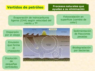 Vertidos de petróleo
Evaporación de hidrocarburos
ligeros (CH4) según velocidad del
viento y Tª
Fotooxidación en
superficie (cambio de
color)
Dispersión
por el oleaje
Emulsión
que forma
el
chapapote
Disolución
de
pequeñas
cantidades
Sedimentación
de fracciones
pesadas
Biodegradación
por bacterias
 