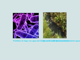 Prohíben el riego con agua del Adaja-en Arevalo por una bacteriaUn centro del Gobierno Vasco vierte aguas
 