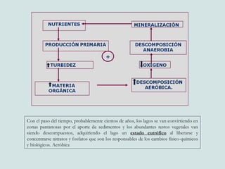 Con el paso del tiempo, probablemente cientos de años, los lagos se van convirtiendo en
zonas pantanosas por el aporte de sedimentos y los abundantes restos vegetales van
siendo descompuestos, adquiriendo el lago un estado eutrófico al liberarse y
concentrarse nitratos y fosfatos que son los responsables de los cambios físico-químicos
y biológicos. Aeróbica
 