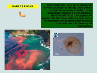 Caso especial, que se produce de
forma esporádica en algunas zonas
costeras en verano debido a la
presencia masiva de organismos
fitoplanctónicos. Las aguas se
tornan de un color rojo u ocre. Estos
microorganismos producen toxinas
que afectan a la pesca y al
marisqueo.
MAREAS ROJAS
 
