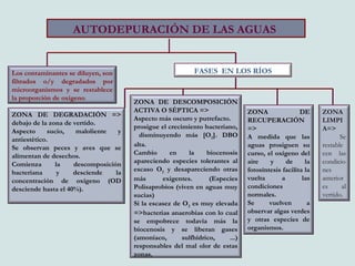 AUTODEPURACIÓN DE LAS AGUAS
Los contaminantes se diluyen, son
filtrados o/y degradados por
microorganismos y se restablece
la proporción de oxígeno.
FASES EN LOS RÍOS
ZONA DE DEGRADACIÓN =>
debajo de la zona de vertido.
Aspecto sucio, maloliente y
antiestético.
Se observan peces y aves que se
alimentan de desechos.
Comienza la descomposición
bacteriana y desciende la
concentración de oxígeno (OD
desciende hasta el 40%).
ZONA DE DESCOMPOSICIÓN
ACTIVA O SÉPTICA =>
Aspecto más oscuro y putrefacto.
prosigue el crecimiento bacteriano,
disminuyendo más [O2]. DBO
alta.
Cambio en la biocenosis
apareciendo especies tolerantes al
escaso O2 y desapareciendo otras
más exigentes. (Especies
Polisaprobios (viven en aguas muy
sucias)
Si la escasez de O2 es muy elevada
=>bacterias anaerobias con lo cual
se empobrece todavía más la
biocenosis y se liberan gases
(amoníaco, sulfhídrico, ...)
responsables del mal olor de estas
zonas.
ZONA DE
RECUPERACIÓN
=>
A medida que las
aguas prosiguen su
curso, el oxígeno del
aire y de la
fotosíntesis facilita la
vuelta a las
condiciones
normales.
Se vuelven a
observar algas verdes
y otras especies de
organismos.
ZONA
LIMPI
A=>
Se
restable
cen las
condicio
nes
anterior
es al
vertido.
 