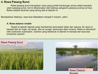 4. Rawa Pasang Surut
Rawa pasang surut merupakan rawa yang jumlah kandungan airnya selalu berubah-
ubah (pasang-surut), hal ini dikarenakan oleh adanya pengaruh pasang surutnya air laut.
Bakau adalah tanaman yang sering ada di daerah ini.
Berdasarkan letaknya, rawa bisa dibedakan menjadi 3 macam, yakni:
A. Rawa dataran rendah
Terjadi di daerah depresi yang membentuk permukaan datar dan cekung. Air rawa ini
berasal dari air hujan, air tanah, dan air sungai, serta kaya akan mineral. Rawa ini ditumbuhi
oleh tumbuhan autotrophic. Gambut yang terbentuk di daerah ini berasal dari sisa-sisa
tumbuhan autotrof
Rawa Pasang Surut
Rawa Dataran
 