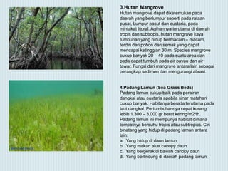3.Hutan Mangrove
Hutan mangrove dapat diketemukan pada
daerah yang berlumpur seperti pada rataan
pusat, Lumpur pasut dan eustaria, pada
mintakat litoral. Agihannya terutama di daerah
tropis dan subtropis, hutan mangrove kaya
tumbuhan yang hidup bermacam – macam,
terdiri dari pohon dan semak yang dapat
mencapai ketinggian 30 m. Species mangrove
cukup banyak 20 – 40 pada suatu area dan
pada dapat tumbuh pada air payau dan air
tawar. Fungsi dari mangrove antara lain sebagai
perangkap sedimen dan mengurangi abrasi.
4.Padang Lamun (Sea Grass Beds)
Padang lamun cukup baik pada perairan
dangkal atau eustaria apabila sinar matahari
cukup banyak. Habitanya berada terutama pada
laut dangkal. Pertumbuhannya cepat kurang
lebih 1.300 – 3.000 gr berat kering/m2/th.
Padang lamun ini mempunya habitat dimana
tempatnya bersuhu tropis atau subtropics. Ciri
binatang yang hidup di padang lamun antara
lain:
a. Yang hidup di daun lamun
b. Yang makan akar canopy daun
c. Yang bergerak di bawah canopy daun
d. Yang berlindung di daerah padang lamun
 