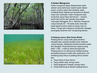 3.Hutan Mangrove
Hutan mangrove dapat diketemukan pada
daerah yang berlumpur seperti pada rataan
pusat, Lumpur pasut dan eustaria, pada
mintakat litoral. Agihannya terutama di daerah
tropis dan subtropis, hutan mangrove kaya
tumbuhan yang hidup bermacam – macam,
terdiri dari pohon dan semak yang dapat
mencapai ketinggian 30 m. Species mangrove
cukup banyak 20 – 40 pada suatu area dan
pada dapat tumbuh pada air payau dan air
tawar. Fungsi dari mangrove antara lain sebagai
perangkap sedimen dan mengurangi abrasi.
4.Padang Lamun (Sea Grass Beds)
Padang lamun cukup baik pada perairan
dangkal atau eustaria apabila sinar matahari
cukup banyak. Habitanya berada terutama pada
laut dangkal. Pertumbuhannya cepat kurang
lebih 1.300 – 3.000 gr berat kering/m2/th.
Padang lamun ini mempunya habitat dimana
tempatnya bersuhu tropis atau subtropics. Ciri
binatang yang hidup di padang lamun antara
lain:
a. Yang hidup di daun lamun
b. Yang makan akar canopy daun
c. Yang bergerak di bawah canopy daun
d. Yang berlindung di daerah padang lamun
 
