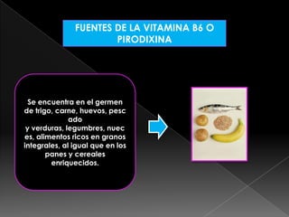 FUENTES DE LA VITAMINA B6 O
PIRODIXINA

Se encuentra en el germen
de trigo, carne, huevos, pesc
ado
y verduras, legumbres, nuec
es, alimentos ricos en granos
integrales, al igual que en los
panes y cereales
enriquecidos.

 