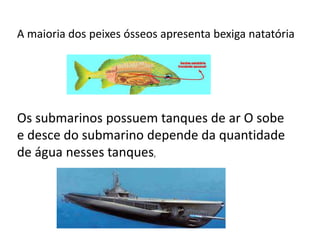 A maioria dos peixes ósseos apresenta bexiga natatória
Os submarinos possuem tanques de ar O sobe
e desce do submarino depende da quantidade
de água nesses tanques,
 
