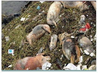 IV. TRẠNG THÁI TỰ NHIÊN
Trong tự nhiên, khí H2S sinh ra từ các nguồn sau:
 Từ các trận núi lửa
Các bãi rác sinh hoạt
 Xác chết người và động vật.
 