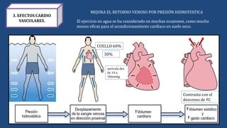 3. EFECTOS CARDIO
VASCULARES.
MEJORA EL RETORNO VENOSO POR PRESIÓN HIDROSTATICA
CUELLO 60%
30%
aurícula der.
de 14 a
18mmhg
Contrasta con el
descenso de FC
El ejercicio en agua se ha considerado en muchas ocasiones, como mucho
menos eficaz para el acondicionamiento cardiaco en suelo seco.
 