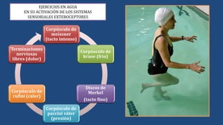 EJERCICIOS EN AGUA
EN SU ACTIVACIÓN DE LOS SISTEMAS
SENSORIALES EXTEROCEPTORES
Corpúsculo de
meissner
(tacto intenso)
Corpúsculo de
kruse (frio)
Discos de
Merkel
(tacto fino)
Corpúsculo de
paccini váter
(presión)
Corpúsculo de
rufini (calor)
Terminaciones
nerviosas
libres (dolor)
 