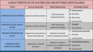 CARACTERÍSTICAS DE LOS MECANO RECEPTORES ARTICULARES
TIPO LOCALIZACIÓN IRRITABILIDAD SENSIBILIDAD
CORPÚSCULOS DE RUFFINI Capsula articular externa.
Fácil activación
adaptación lenta.
 Estiramiento
 Posición
 Dirección
 movimiento
CORPÚSCULOS DE VÁTER –
PACINI.
Capsula articular interna.
Fácil activación
adaptación rápida.
 Presión
 movimiento
ÓRGANO TENDINOSO DE
GOLGI.
Ligamentos musculares y
unión miotendinosa.
Requiere estimulo
intenso adaptación lenta.
 Contracción muscular
 Presión
 estiramiento
TERMINACIONES
NERVIOSAS LIBRES
Ligamento y capsula
articular.
Requiere estimulo
intenso no se adaptan con
facilidad.
 Sensibilidad química
 Isquémica
 nocicepción
 