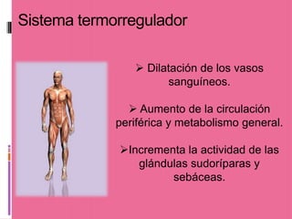 Sistema termorregulador

                 Dilatación de los vasos
                       sanguíneos.

                Aumento de la circulación
             periférica y metabolismo general.

             Incrementa la actividad de las
                glándulas sudoríparas y
                      sebáceas.
 