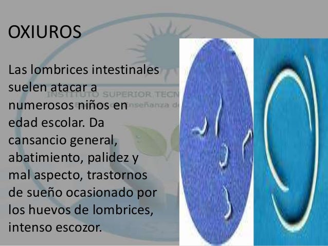 Los parásitos redondos el tratamiento