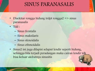 SINUS PARANASALIS
• Disekitar rongga hidung trdpt rongga2 => sinus
paranasalis
• Tdd :
– Sinus frontalis
– Sinus maksilaris
– Sinus sfenoidalis
– Sinus ethmoidalis
• Sinus2 ini juga dilapisi selaput lendir seperti hidung,
sehingga bila terjadi peradangan maka cairan lendir tdk
bisa keluar akibatnya sinusitis

 