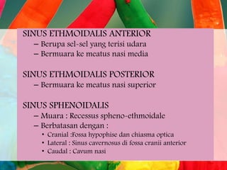 SINUS ETHMOIDALIS ANTERIOR
– Berupa sel-sel yang terisi udara
– Bermuara ke meatus nasi media

SINUS ETHMOIDALIS POSTERIOR
– Bermuara ke meatus nasi superior

SINUS SPHENOIDALIS
– Muara : Recessus spheno-ethmoidale
– Berbatasan dengan :
• Cranial :Fossa hypophise dan chiasma optica
• Lateral : Sinus cavernosus di fossa cranii anterior
• Caudal : Cavum nasi

 