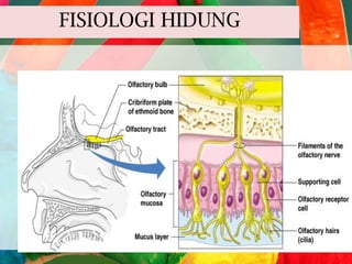 FISIOLOGI HIDUNG

 