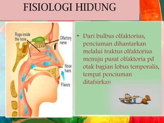 FISIOLOGI HIDUNG
• Dari bulbus olfaktorius,
penciuman dihantarkan
melalui traktus olfaktorius
menuju pusat olfaktoria pd
otak bagian lobus temporalis,
tempat penciuman
ditafsirkan

 