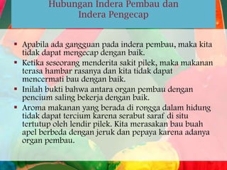 Hubungan Indera Pembau dan
Indera Pengecap
 Apabila ada gangguan pada indera pembau, maka kita
tidak dapat mengecap dengan baik.
 Ketika seseorang menderita sakit pilek, maka makanan
terasa hambar rasanya dan kita tidak dapat
mencermati bau dengan baik.
 Inilah bukti bahwa antara organ pembau dengan
pencium saling bekerja dengan baik.
 Aroma makanan yang berada di rongga dalam hidung
tidak dapat tercium karena serabut saraf di situ
tertutup oleh lendir pilek. Kita merasakan bau buah
apel berbeda dengan jeruk dan pepaya karena adanya
organ pembau.

 