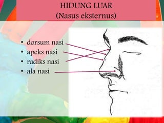 HIDUNG LUAR
(Nasus eksternus)
•
•
•
•

dorsum nasi
apeks nasi
radiks nasi
ala nasi

 