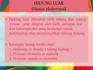HIDUNG LUAR
(Nasus eksternus)
• Hidung luar dibentuk oleh tulang dan tulang
rawan yang dilapisi oleh kulit, jaringan ikat
dan beberapa otot yang berfungsi untuk
melebarkan atau menyempitkan lubang hidung.
• Kerangka tulang terdiri dari :
1. Sepasang os nasalis ( tulang hidung )
2. Prosesus frontalis os maksila
3. Prosesus nasalis os frontalis

 