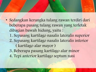 • Sedangkan kerangka tulang rawan terdiri dari
beberapa pasang tulang rawan yang terletak
dibagian bawah hidung, yaitu :
1. Sepasang kartilago nasalis lateralis superior
2. Sepasang kartilago nasalis lateralis inferior
( kartilago alar mayor )
3. Beberapa pasang kartilago alar minor
4. Tepi anterior kartilago septum nasi

 