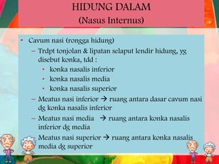HIDUNG DALAM
(Nasus Internus)
• Cavum nasi (rongga hidung)
– Trdpt tonjolan & lipatan selaput lendir hidung, yg
disebut konka, tdd :
• konka nasalis inferior
• konka nasalis media
• konka nasalis superior
– Meatus nasi inferior  ruang antara dasar cavum nasi
dg konka nasalis inferior
– Meatus nasi media  ruang antara konka nasalis
inferior dg media
– Meatus nasi superior  ruang antara konka nasalis
media dg superior

 