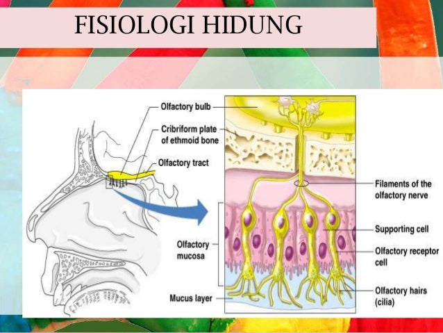  Fisiologi  Hidung