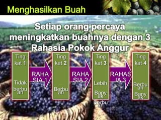 RAHA
SIA 1
RAHA
SIA 2
RAHAS
IA 3
Ting
kat 1
Tidak
berbu
ah
Ting
kat 2
Berbu
ah
Ting
kat 3
Lebih
Bany
ak
Berbu
ah
Ting
kat 4
Berbu
ah
Bany
ak
 